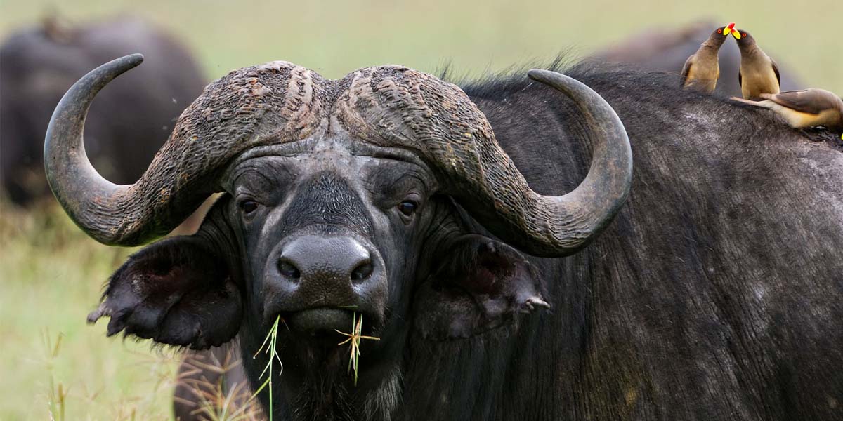 Katavi National Park atmosphere