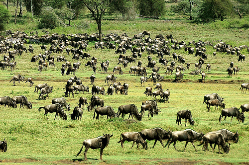 Serengeti National Park