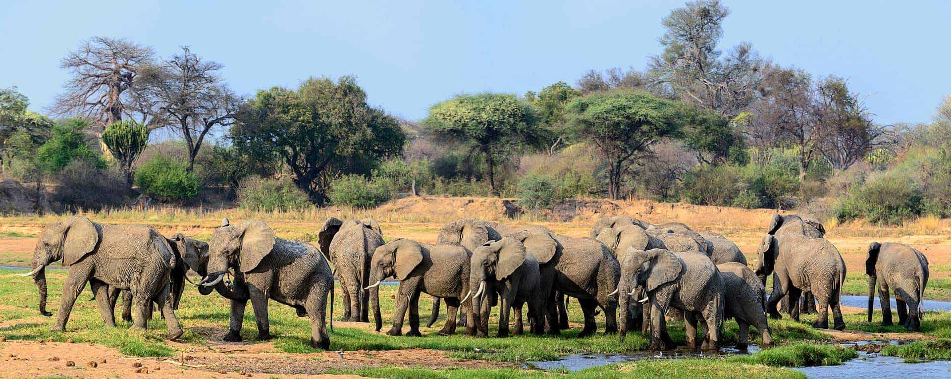 Elephant herds