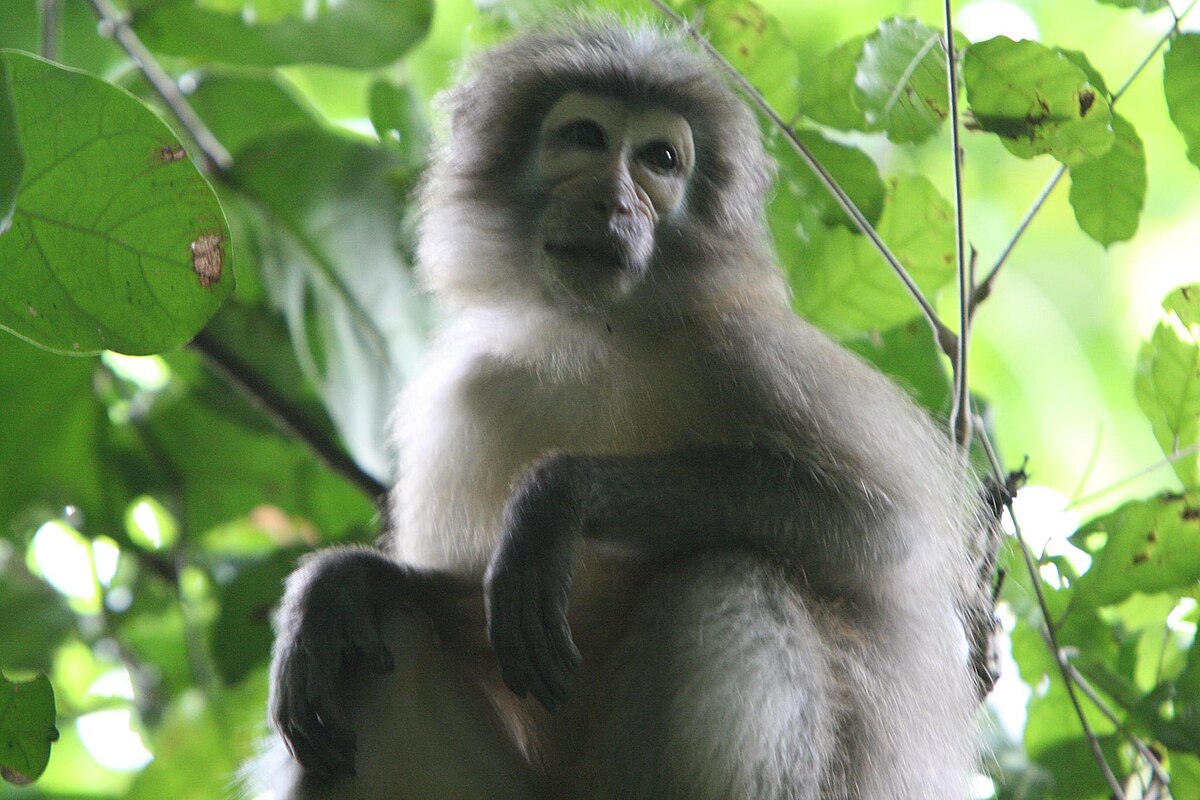 Sanje Mangabey