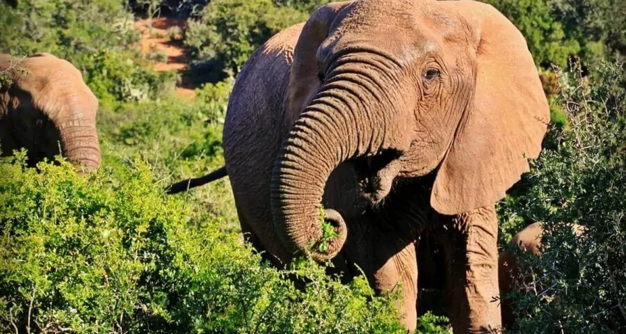 Forest Elephant