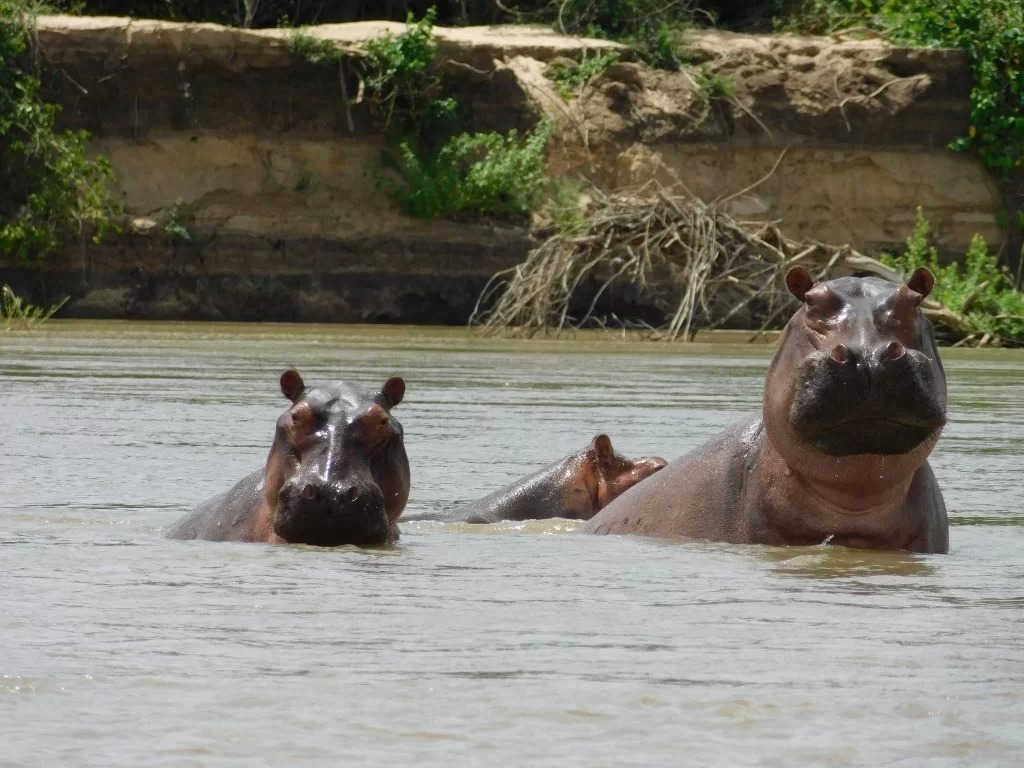 Hippopotamus