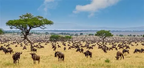 Wildebeest
