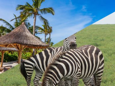 Northern Safari & Zanzibar Beach
