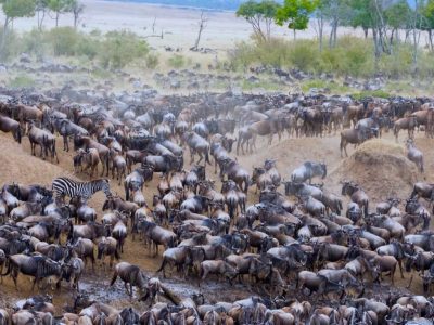 migration-Serengeti-1024x968