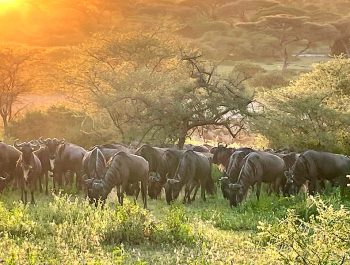 migration