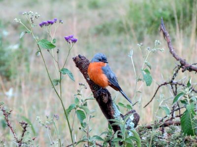 НП Серенгети цетрален 13.02 (296)